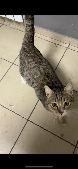 Милый котик ищет дом