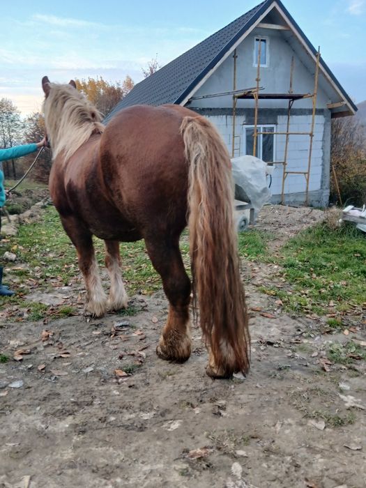 Cal de vanzare castrat