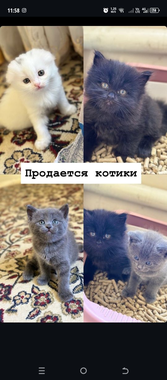 Продаётся котики