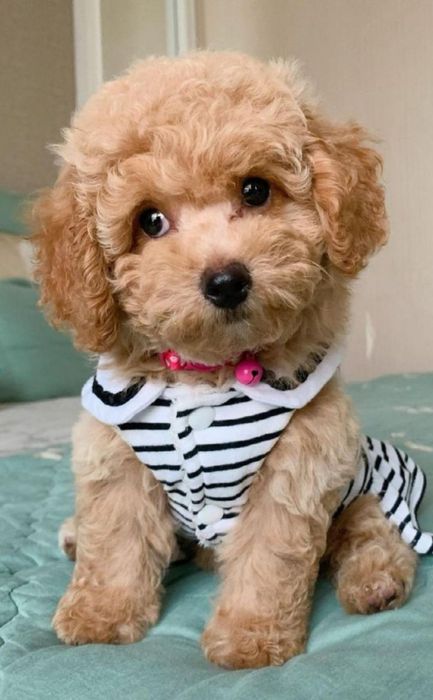 Мальтипу беживая  девочка кудряшкина пипевочка