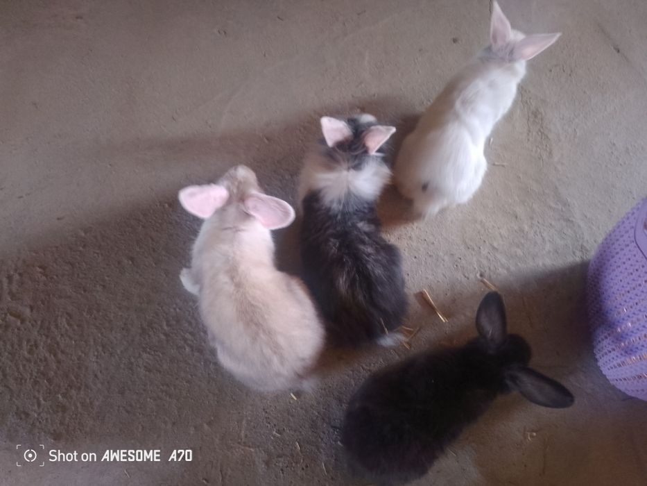 Mini karlik quyoni sotiladi