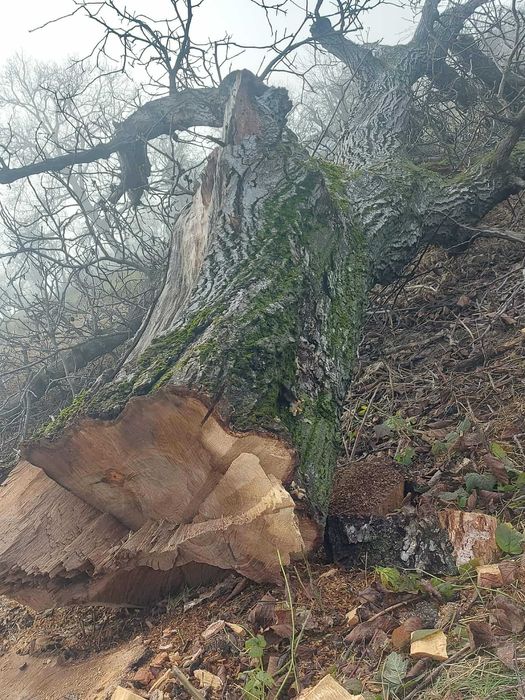 Vand nuc pentru mobila