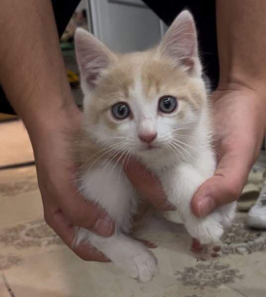 Котята мальчик и 2 девочки