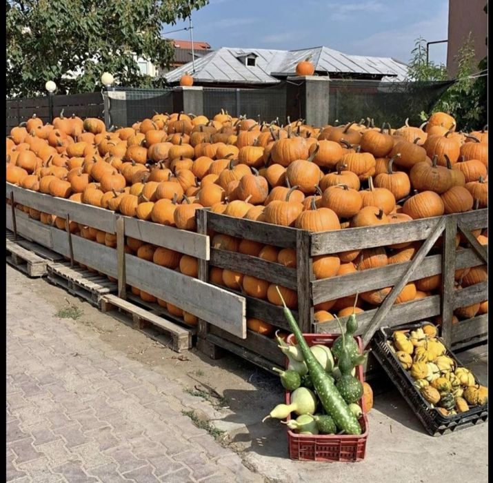 Dovleci decorativi si tărtăcuțe