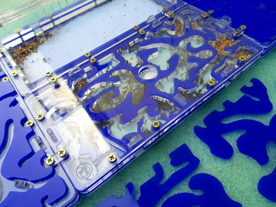 Формикарий, муравьиная ферма. Formikarium, chumolilar fermasi