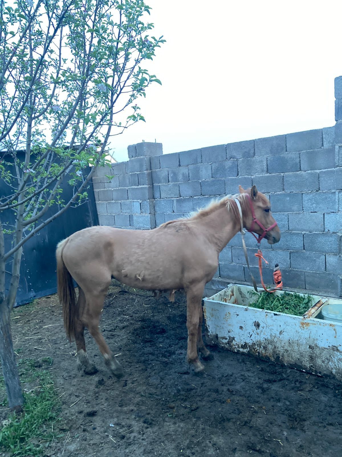 Кулынды Бие Тай арзан