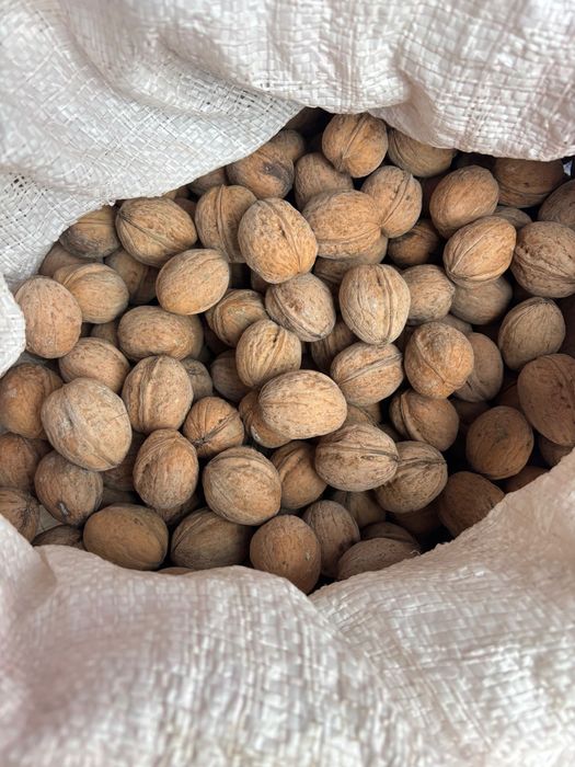 Vând nuci în coaja pentru furaj