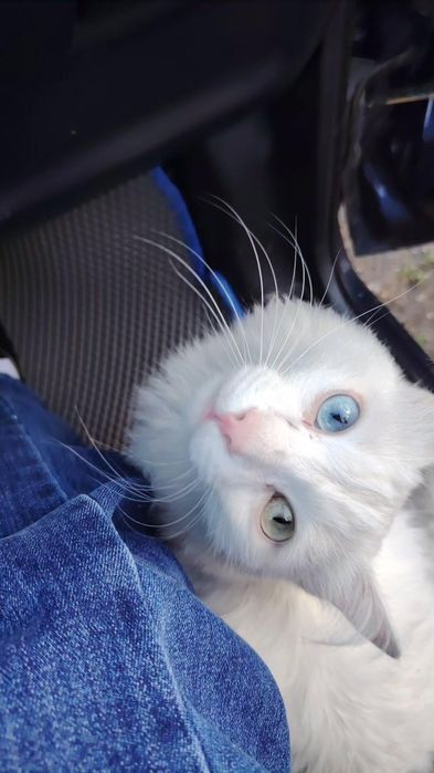 Отдам Кота в добрые руки