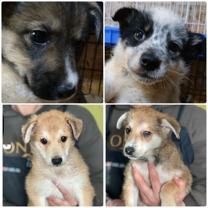 Щенки в хорошие руки