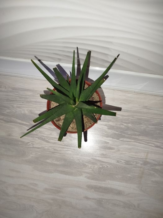 Xaortiya хавортия (алоэ)