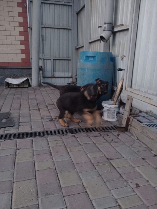 Продам или обмен сучку овчарки!