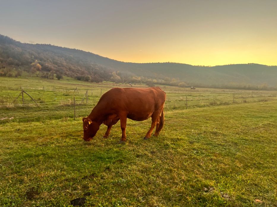 Vând vaca gestanta