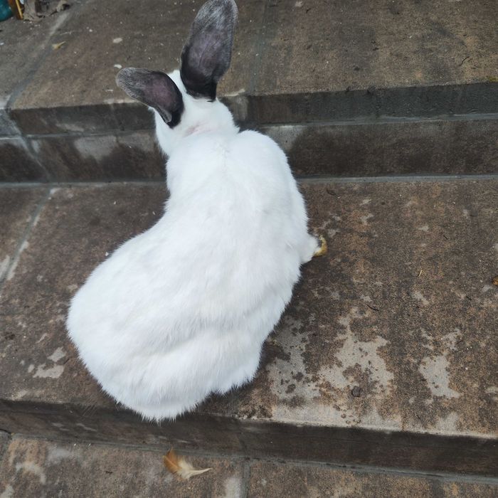 Femela californiana de vanzare