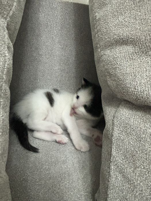 Животные Кошки котята