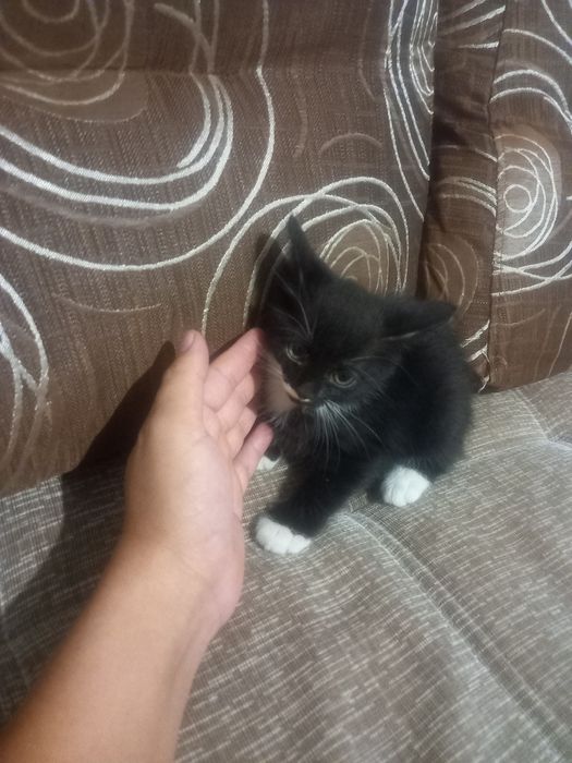 Отдам котят в хорошие руки