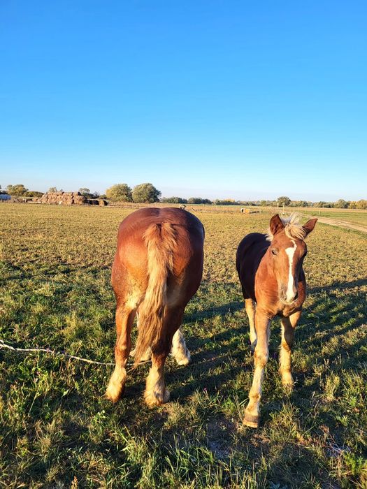 Vand iapa gestanta si o manza