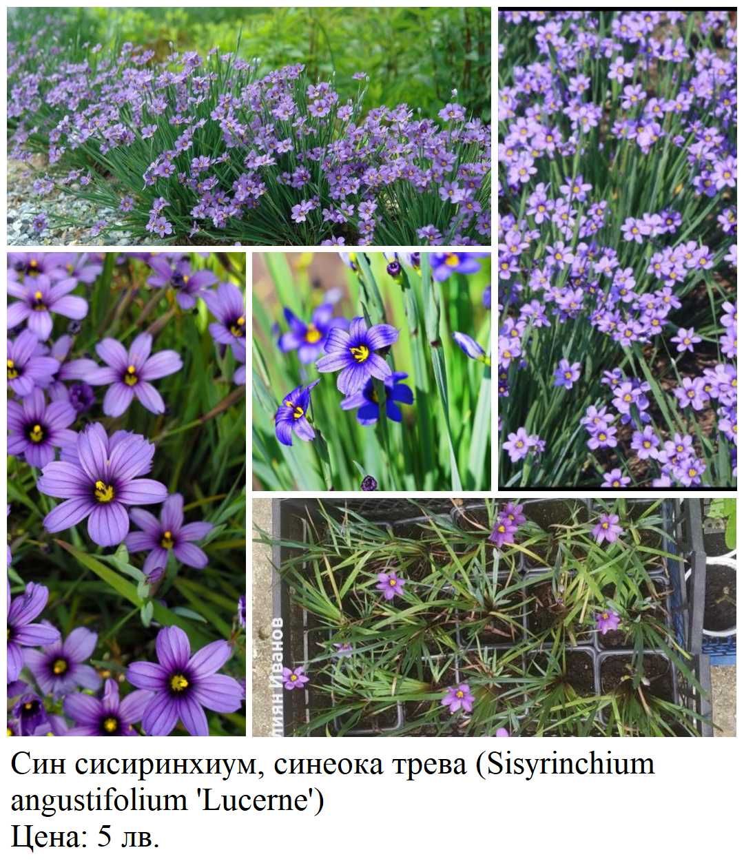 Сисиринхиум /син, бял, жълт/, ирис, центрантус, мурсалски чай, гинко
