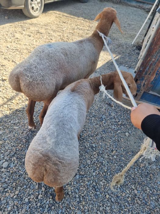 Zotli qoylar sotiladi