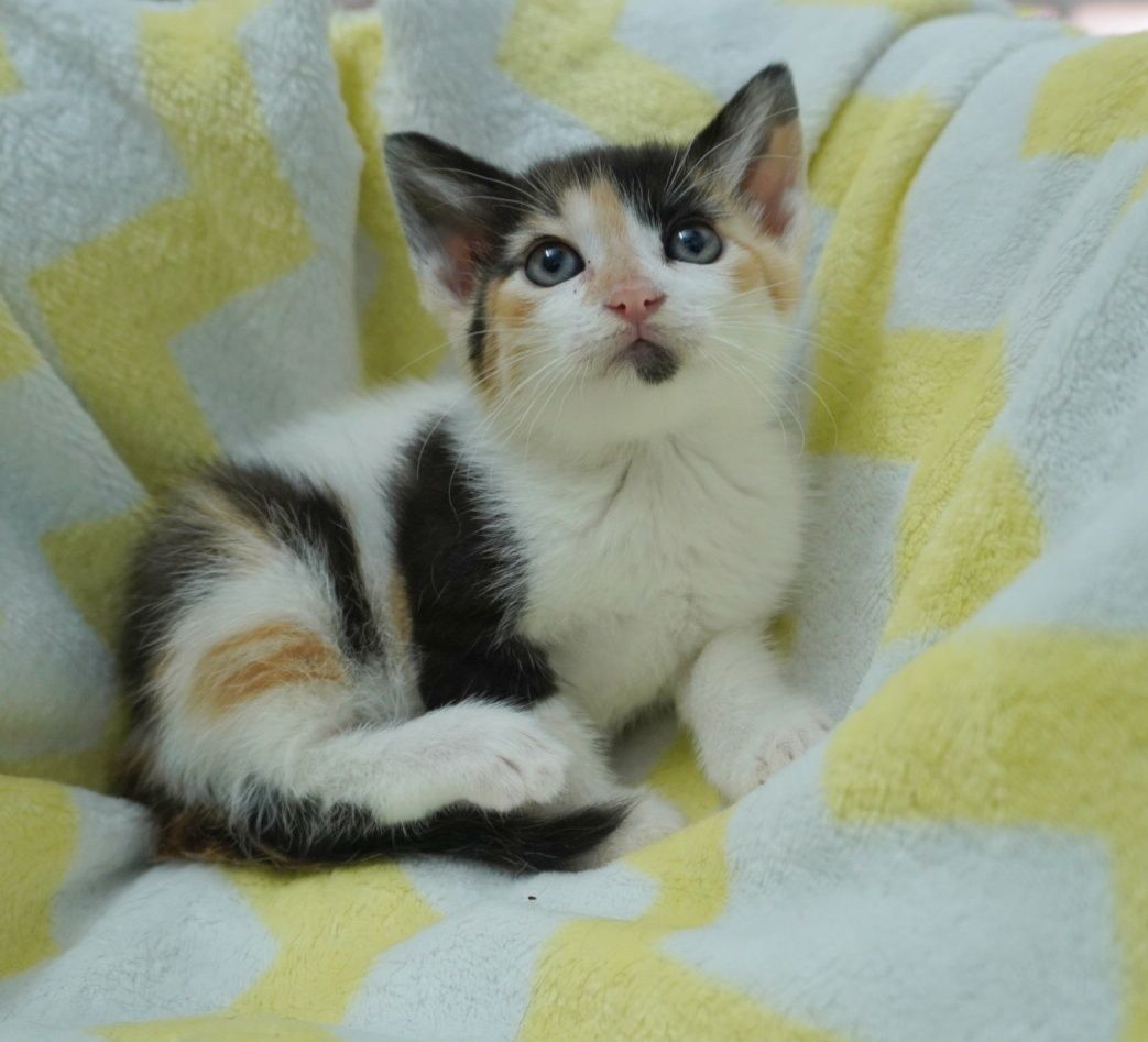 Pisica Sweety îți va îndulci viața dacă o adopți