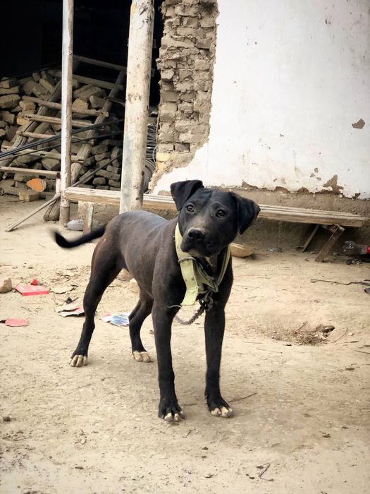 Radaslovni Pitt bull sotiladi