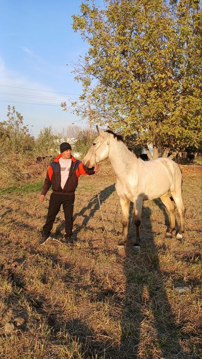 Той сотилади !!!