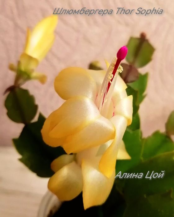 Сортовая шлюмбергера (декабрист) Thor Sophia