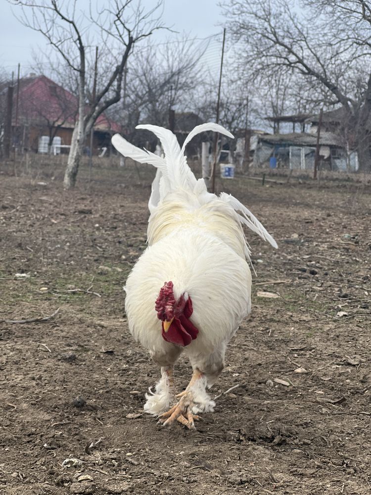 Cocosi cu creasta batuta