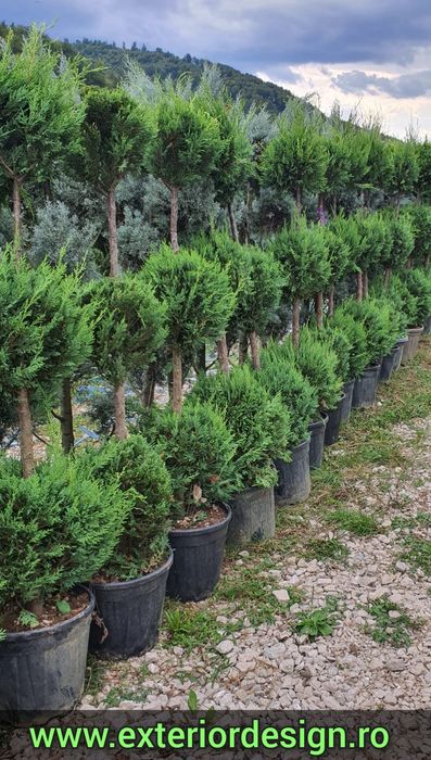 Pon pon Tuia spirala, plante ornamentale pret minim ( thuja smaragd)