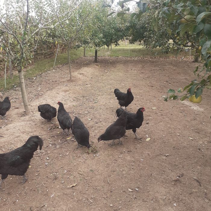 Vând puicuțe și cocoși australorp