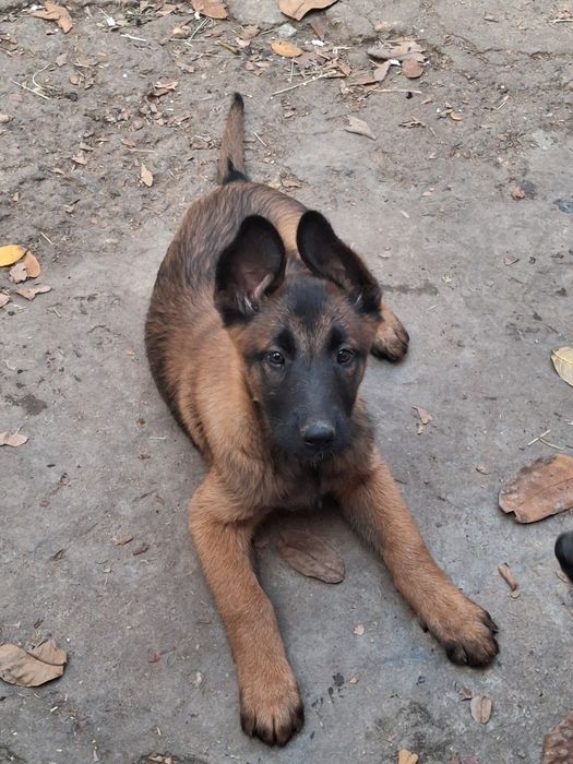 Белгииска овчарка Малиноа