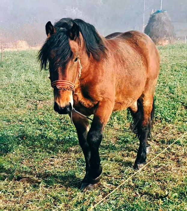 Manz ne castrat [armasar] mazu are 2 ani și jumate