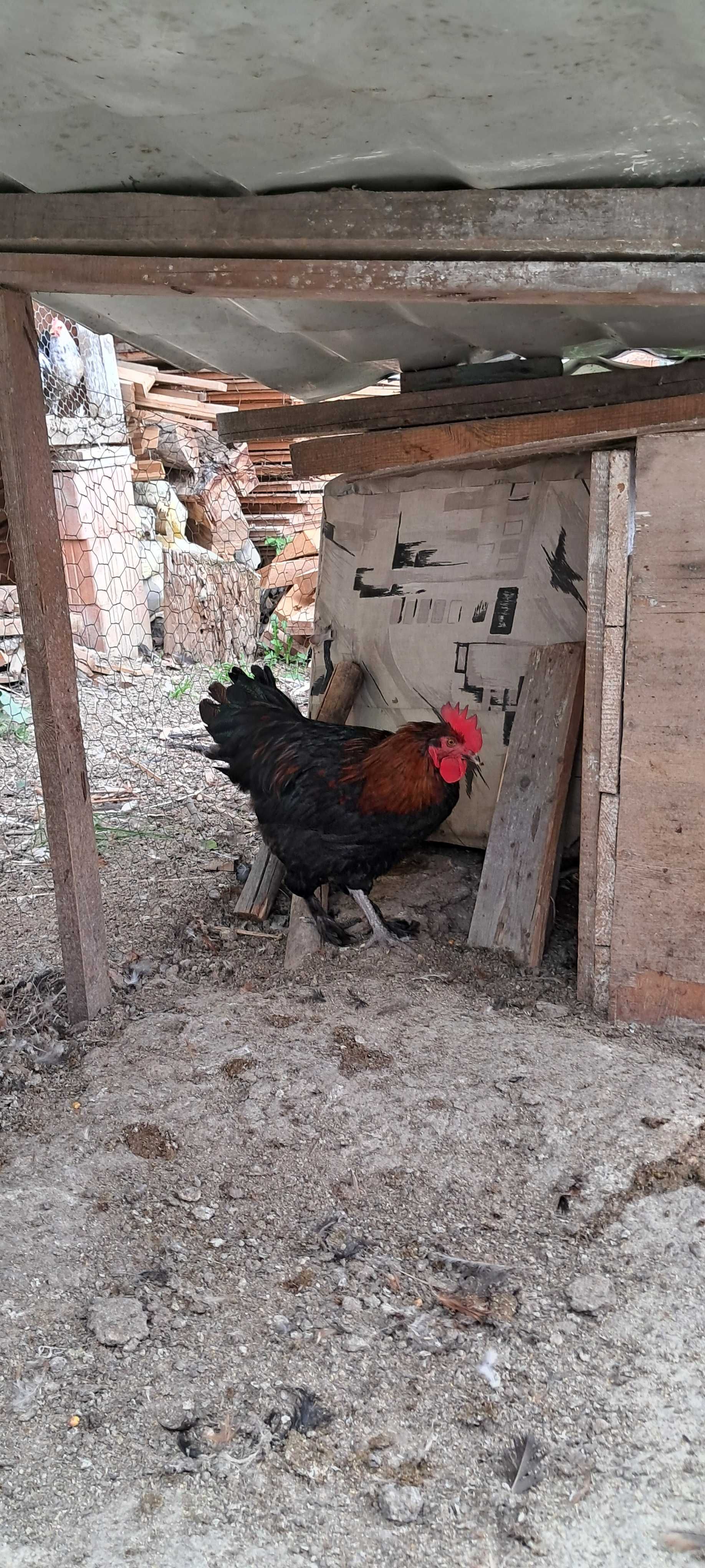 Cocosi Marans Negru Arămiu de anul acesta de vanzare .
