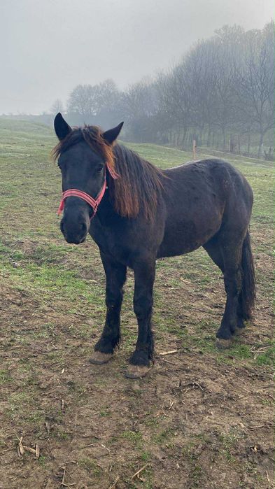 Mânz negru armăsar