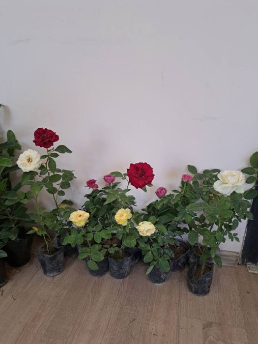 Атиргул кочатлари