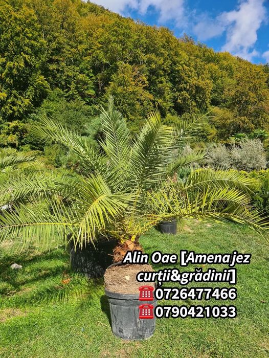 Plante ornamentale de grădină
