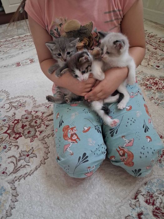 3 котёнка отдам бесплатно (40 дней)