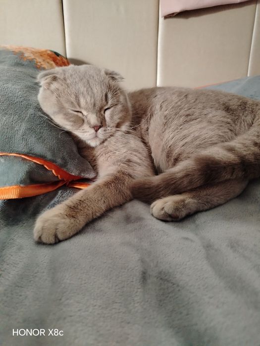 Продается кошка порода шотландский. Mushik sotiladi paroda shotlandski