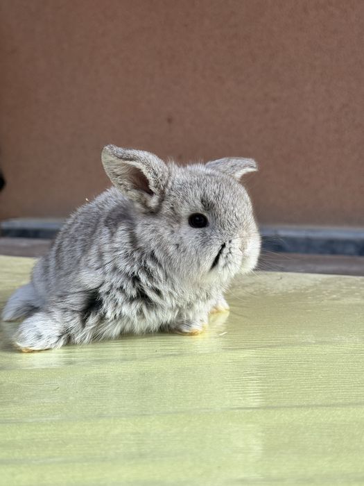 Karlik Quyon bolalari sotiladi rangini harhili bor