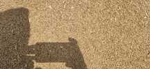 Triticale recolta 2025