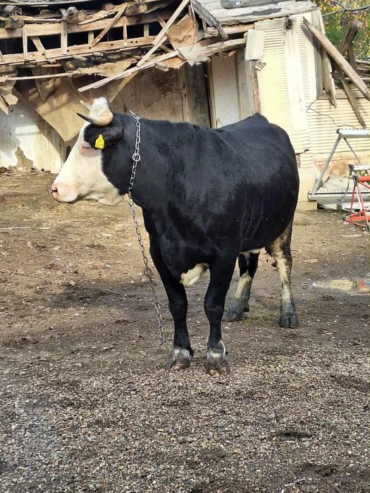 Vand vaca la al doilea vitel