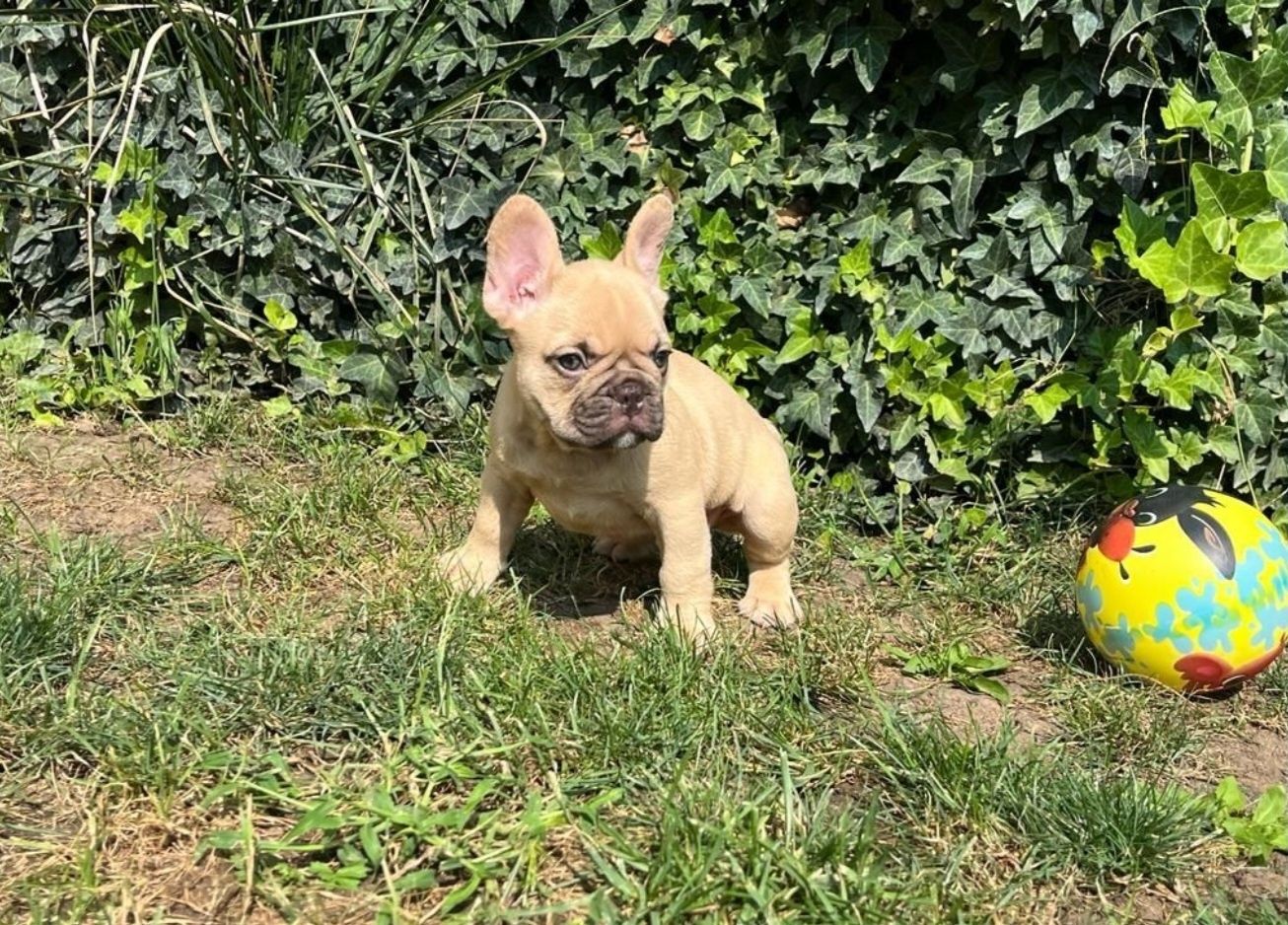 Bulldog francez femela