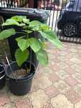 Catalpa 80-100 cm