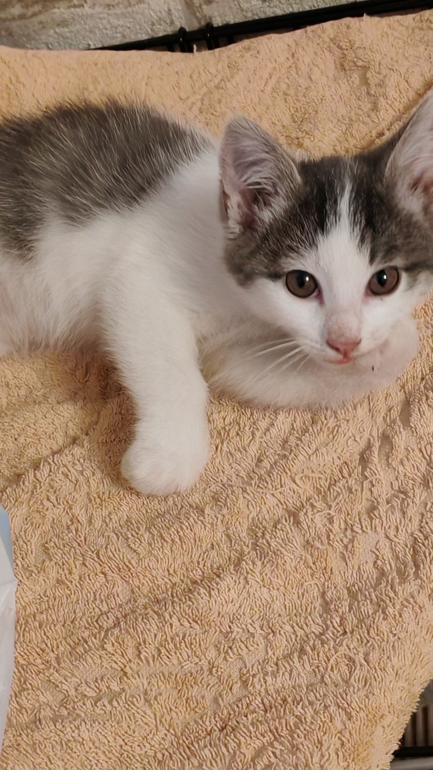 Котенок ищет семью 3-4мес