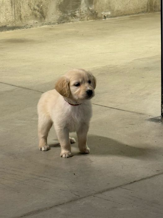 Продавам женски голдън ретривър