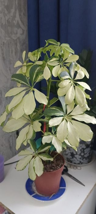 Продам комнатные цветы