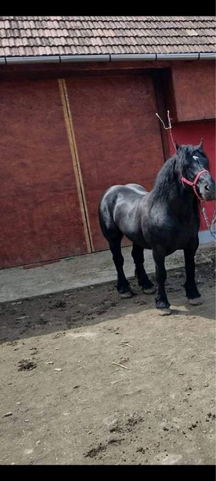 Vand manz de 1 an si 4 luni