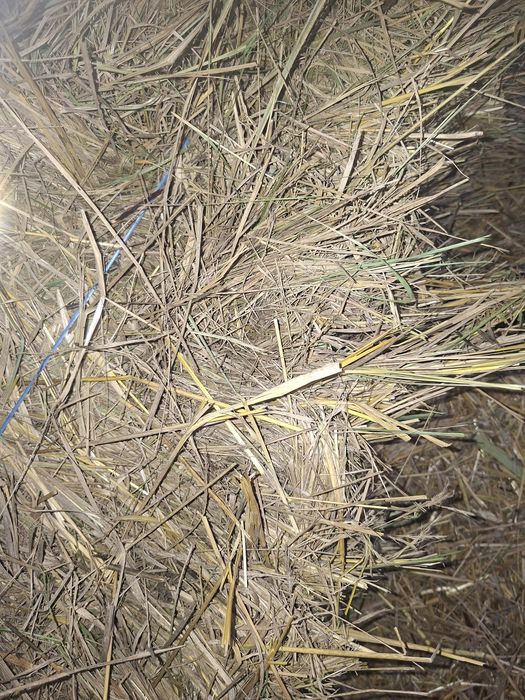 Baloți de fân,iarbă!disponibil 100 de bucăți!!