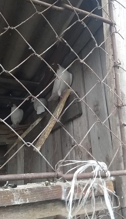 Продам пару красноголовых бакинцев