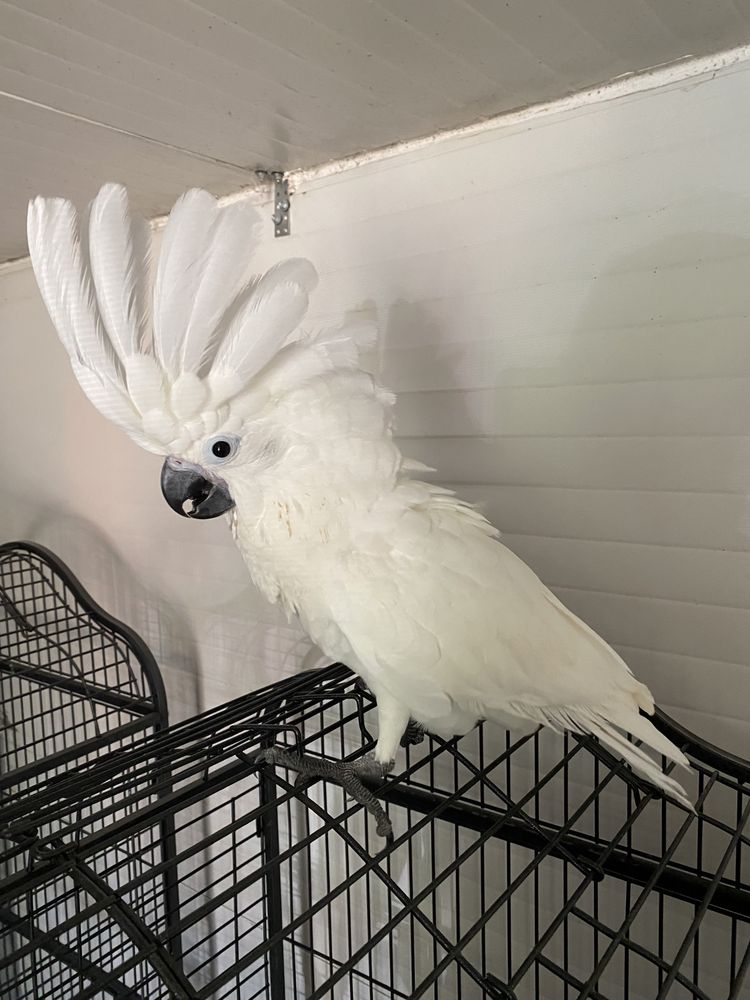 Papagal umbrella cockatoo