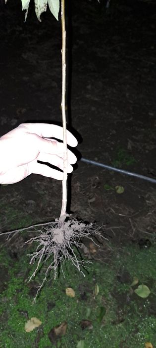 Portaltoi Kaki Lotus